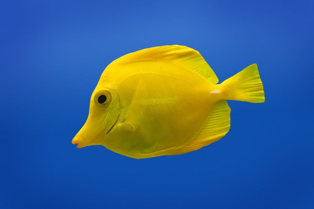 Yellow Fish Poster Print by Don Hammond, 34 x 22 - Large