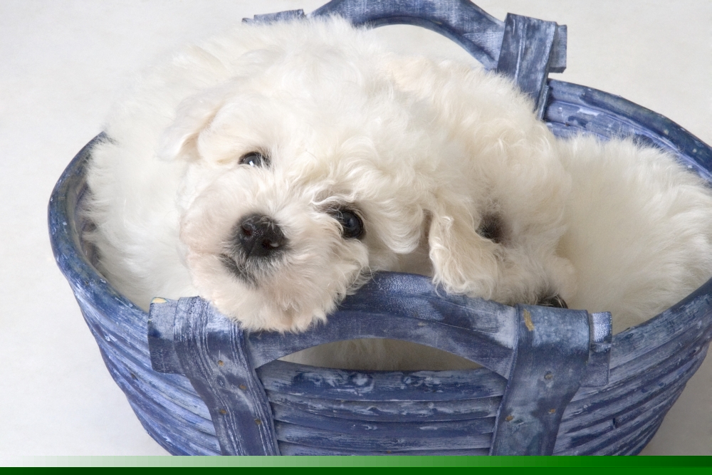 Cute White Pups Poster Print by Corey Hochachka, 34 x 22 - Large