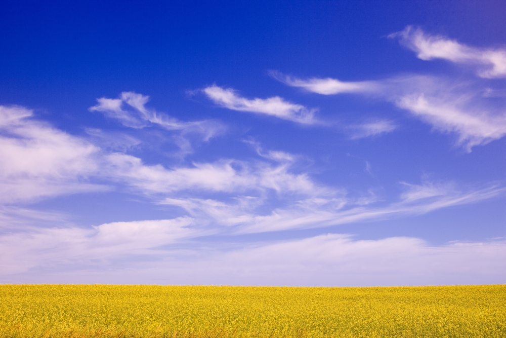 A Canola Field Poster Print by Carson Ganci, 17 x 11