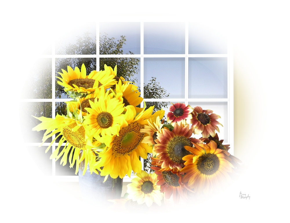 Sunflower 11 Poster Print by Greg Murphy - 26 x 20 in.