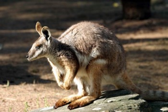 Kangaroo Taronga Zoo Sydney Australia Poster Print by David Wall - 26 x 17 in.