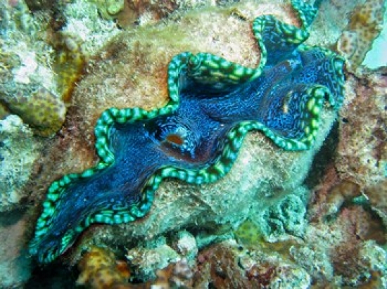 Outlet Siphon Giant Clam Agincourt Reef Great Barrier Reef North Queensland Australia Poster Print by David Wall