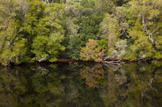 Forest Gordon Wild Rivers National Park Australia Poster Print by David Wall - 29 x 19 in.