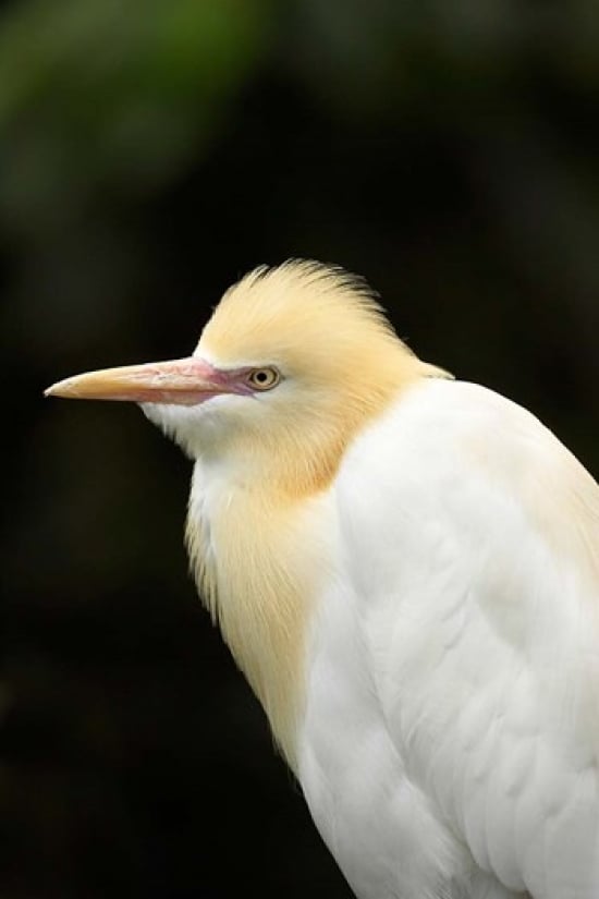 Cattle Egret Ardea Ibis North Queensland Australia Poster Print by David Wall - 17 x 26 in.