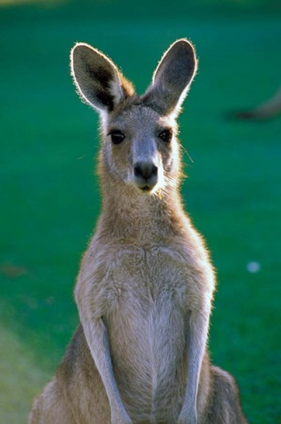Australia Yamba Golf Course Eastern Grey Kangaroo Poster Print by Peter Skinner - 18 x 27 in.