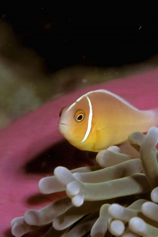 Australia Great Barrier Reef Anemonefish Poster Print by Stuart Westmorland - 18 x 27 in.