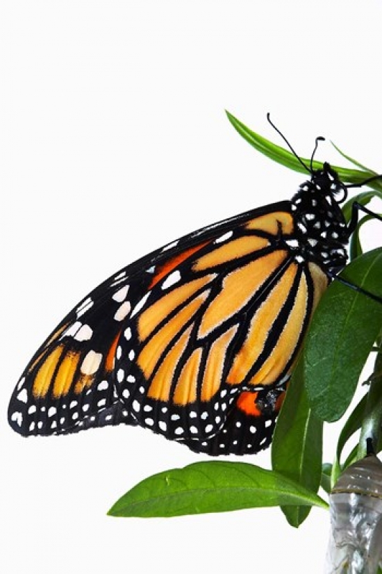 Monarch Butterfly Poster Print by David Wall - 24 x 35 in.