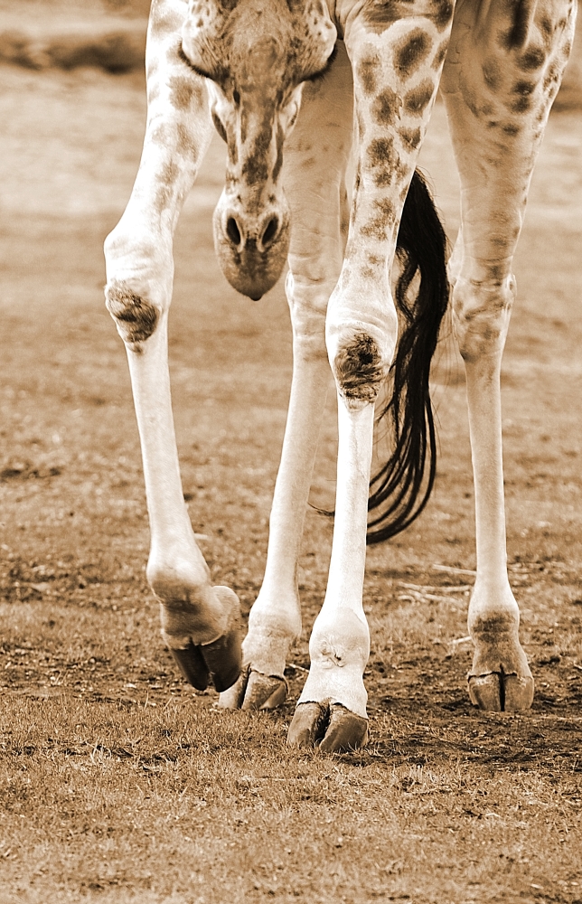 A Young Giraffe Poster Print by Chris & Kate Knorr - 11 x 17