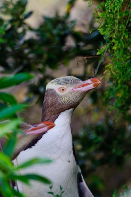 New Zealand South Isl Otago Yellow-Eyed Penguin Poster Print by Fredrik Norrsell - 17 x 26 in -  BrainBoosters, BR3156157