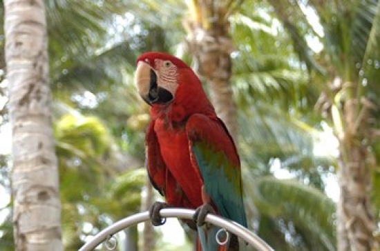 PDDCA04LEN0010 Parrot at Radisson Resort Palm Beach Aruba Caribbean Poster Print by Lisa S. Engelbrecht - 27 x 18 in.