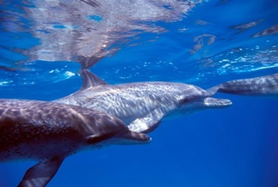 Pair of Atlantic Spotted Dolphins Bimini Bahamas Poster Print by Greg Johnston - 36 x 24 in.