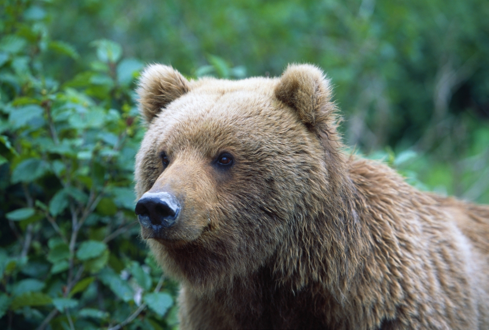 DPI1784758LARGE Alaskan Brown Bear Poster Print by Natural Selection David Ponton, 36 x 24 - Large
