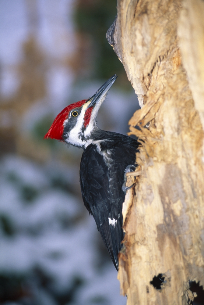 DPI1784782LARGE Pileated Woodpecker Poster Print by Natural Selection William Banaszewski, 24 x 36 - Large