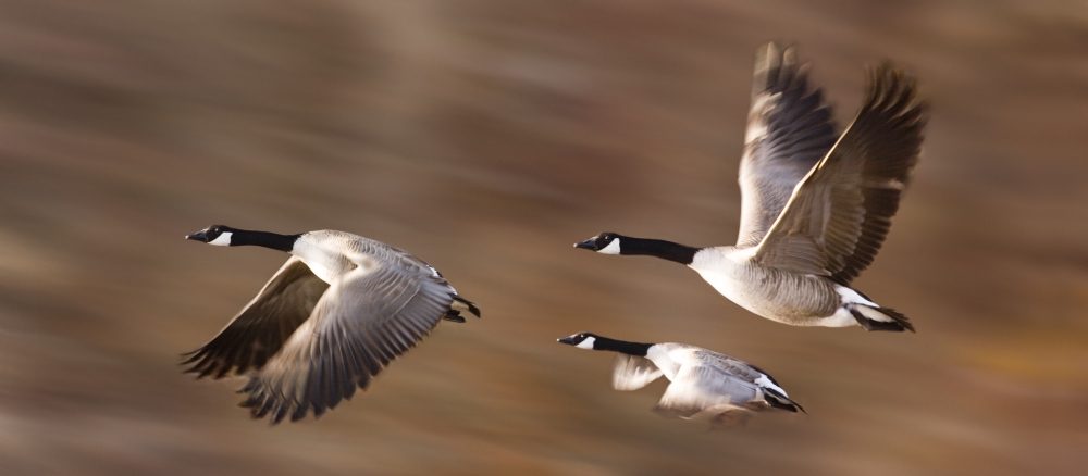 DPI1785182LARGE Canada Geese Branta Canadensis in Flight Poster Print by Don Hammond, 42 x 18 - Large