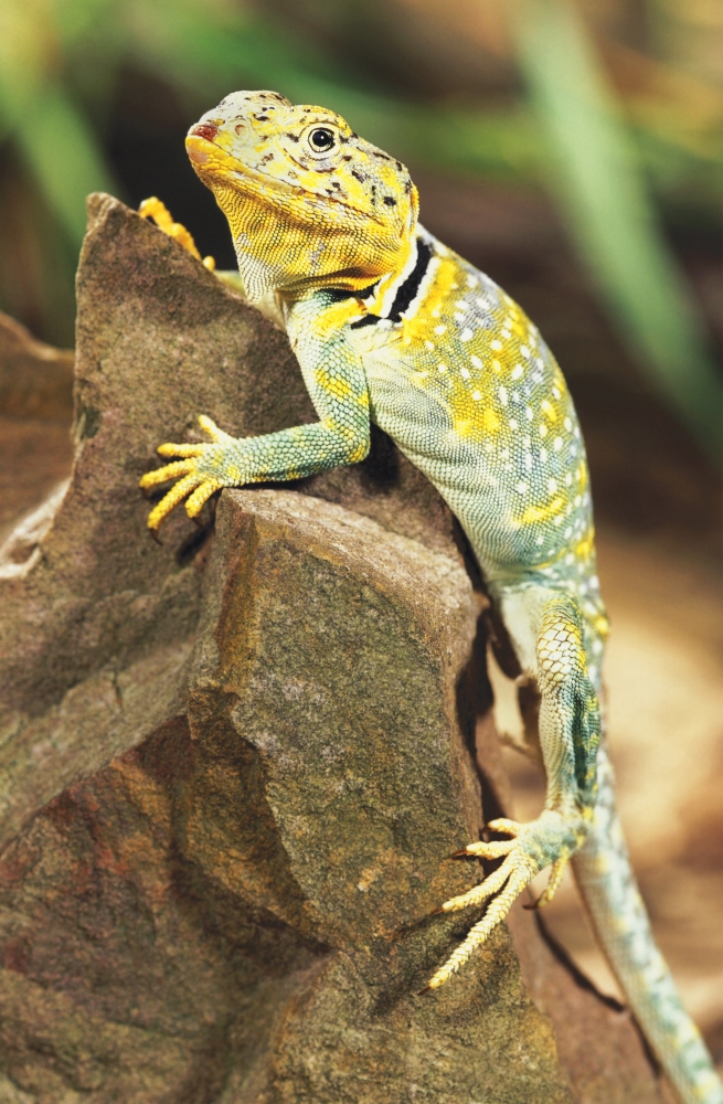 Collared Lizard Poster Print by John Pitcher, 22 x 34 - Large
