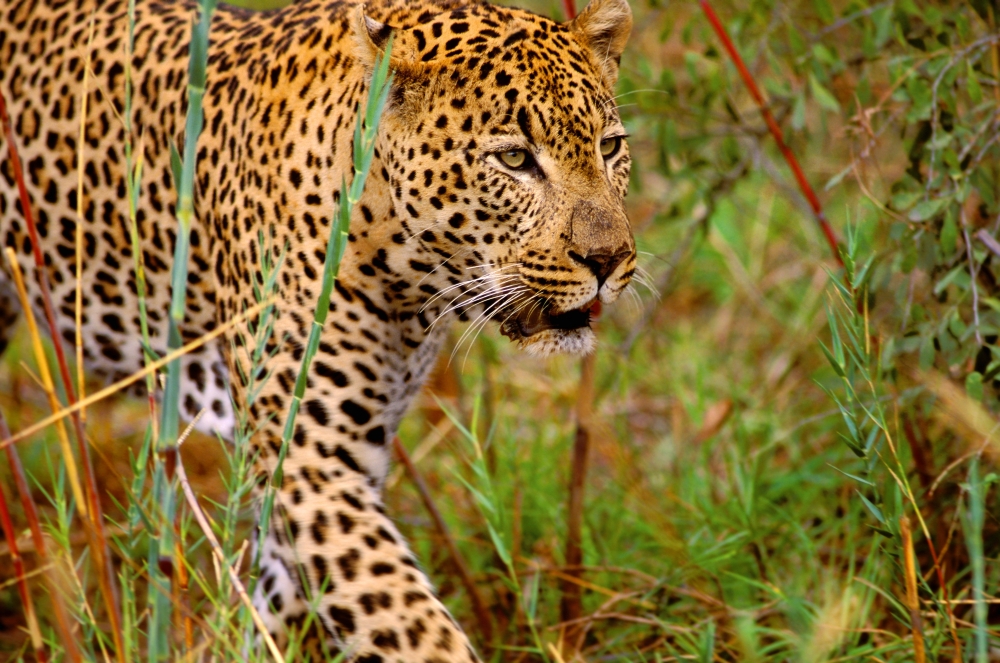 Male Leopard Poster Print by John Pitcher - 17 x 11