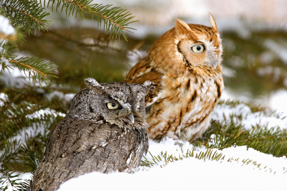 Two Screech Owls Poster Print by John Pitcher - 17 x 11