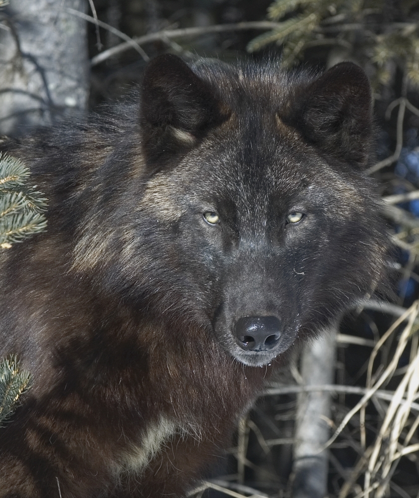 Black Timber Wolf Poster Print by John Pitcher - 13 x 15
