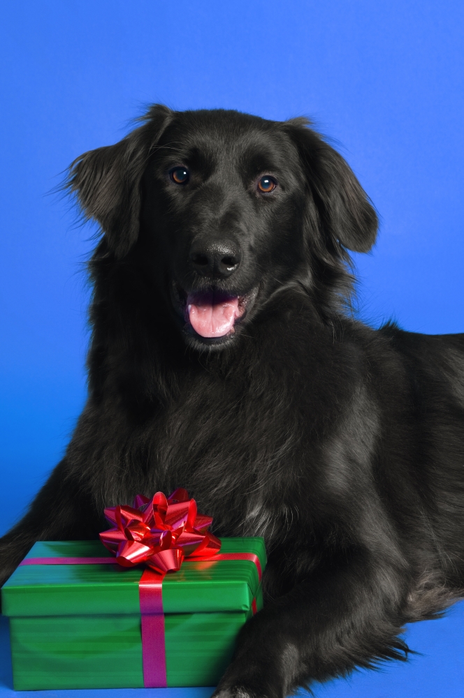 Dog with Present Poster Print by Corey Hochachka, 22 x 34 - Large