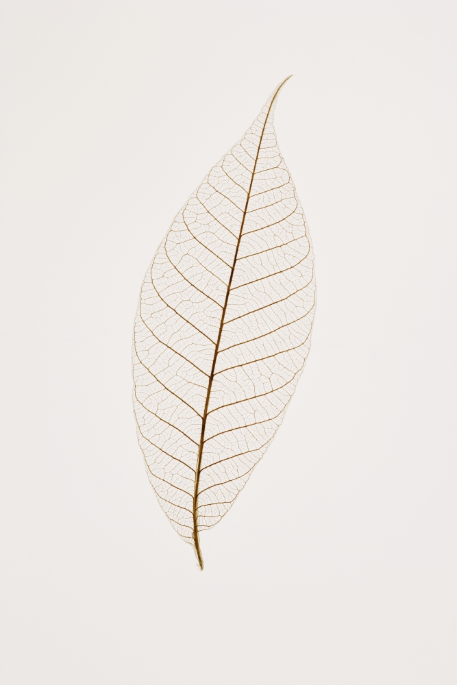 Transparent Leaf Poster Print by Kelly Redinger, 24 x 36 - Large
