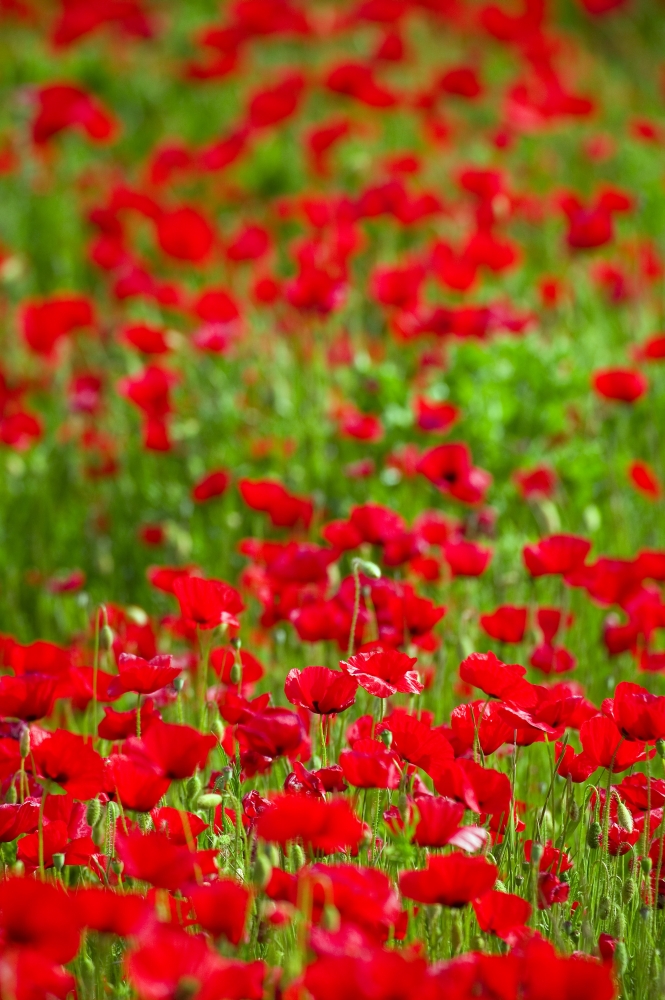 Poppy Field Poster Print by Carson Ganci, 22 x 34 - Large