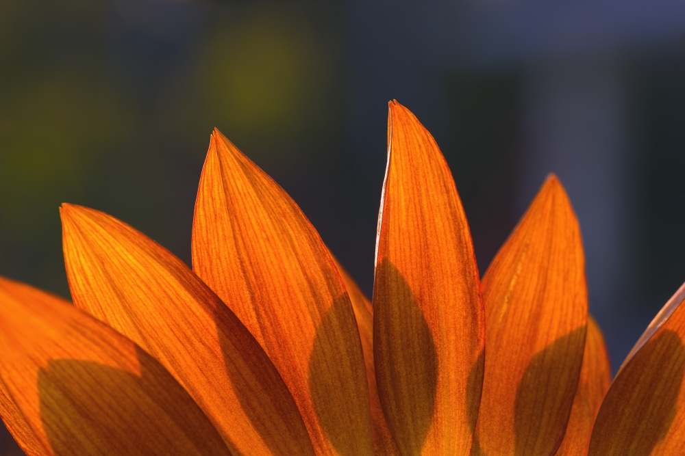 Sunflower Close-Up Poster Print by Carson Ganci, 34 x 22 - Large