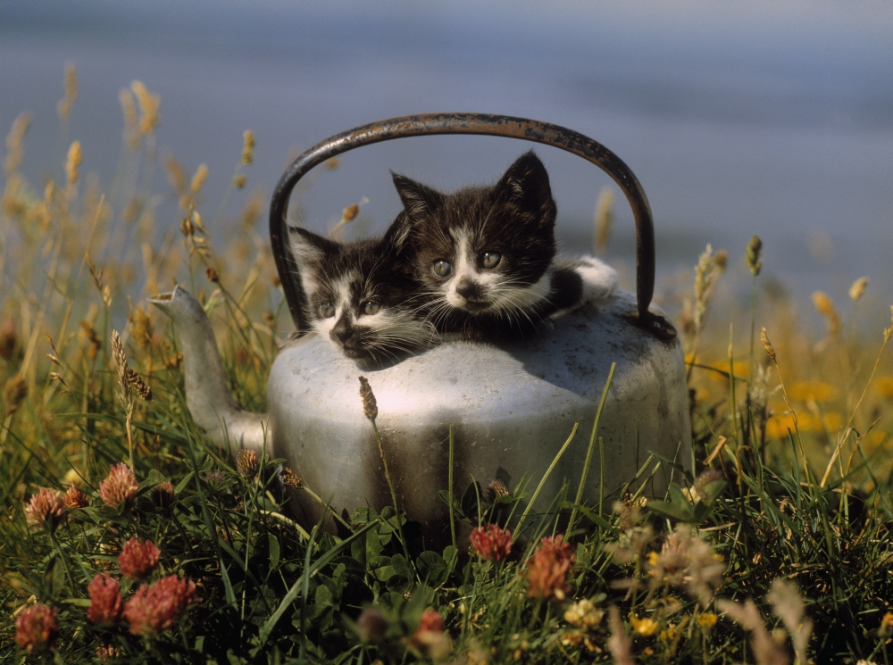 Kittens in An Old Kettle Poster Print by The Irish Image Collection, 32 x 24 - Large