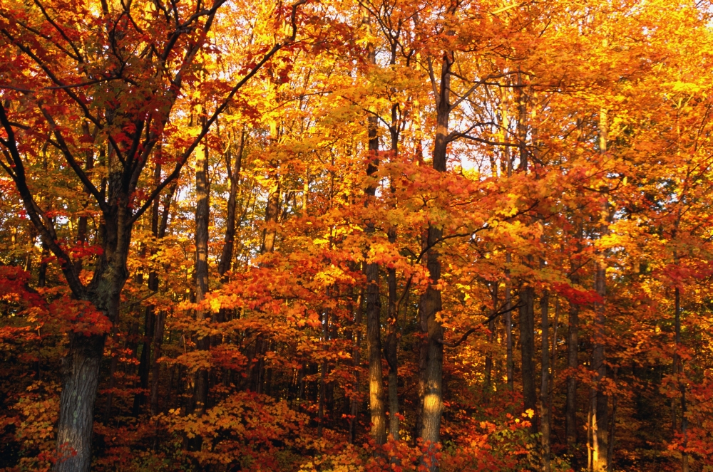 A Vibrant Forest in The Fall Poster Print by David Chapman, 34 x 22 - Large
