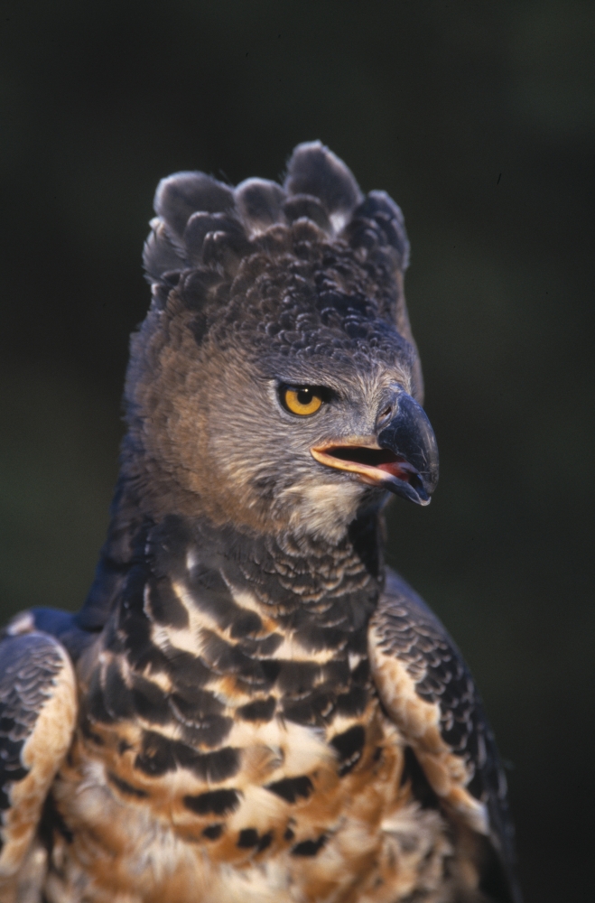 DPI1782117LARGE African Crowned Eagle Poster Print by Natural Selection David Ponton, 22 x 34 - Large