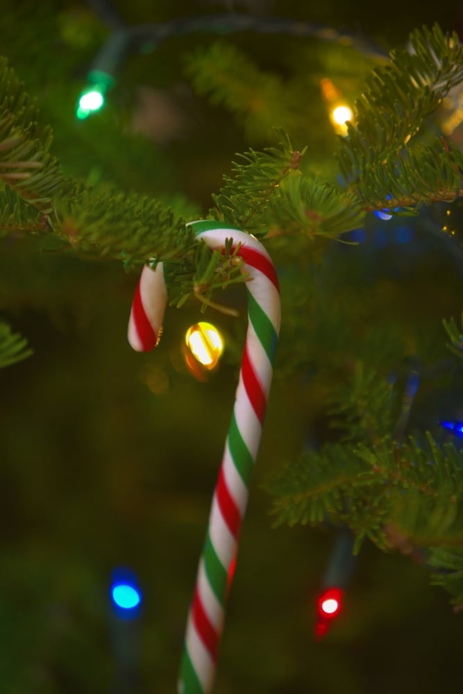 Candy Cane On A Tree Poster Print by Carson Ganci, 11 x 17