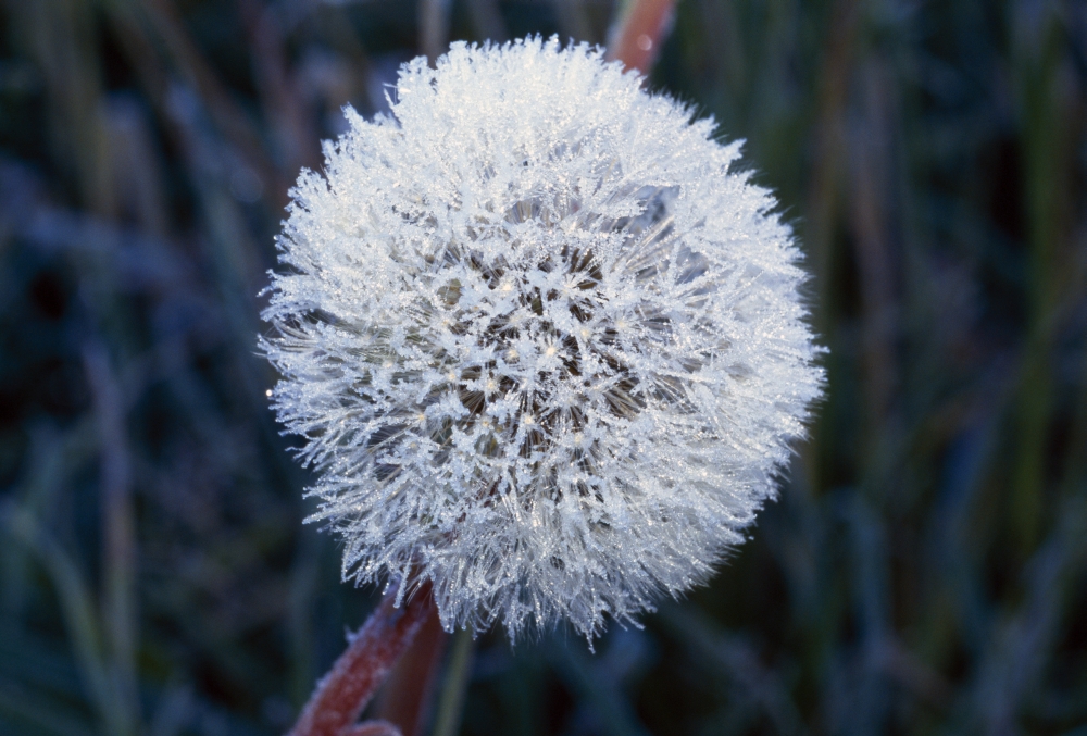 Frost On Mature Dandelion Blossom Poster Print by Natural Selection Craig Tuttle, 18 x 12