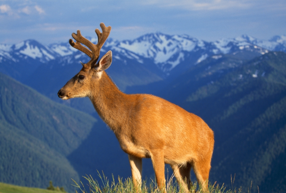 DPI1783818 Deer with Antlers Mountain Range in Background Olympic National Park Poster Print by Natural Selection Craig Tuttle, 18 x 12