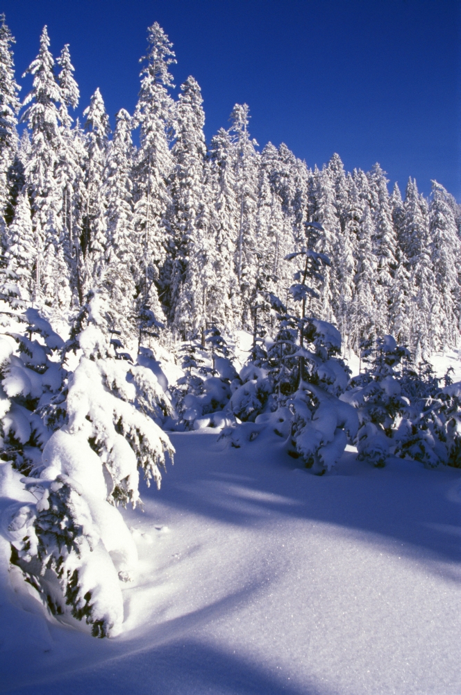 DPI1783832 Snow-Covered Pine Trees On Mount Hood Poster Print by Natural Selection Craig Tuttle, 12 x 18