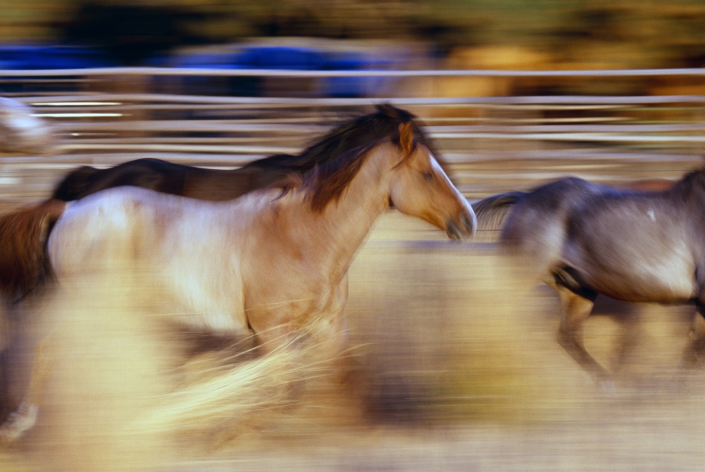 DPI1783834 Blurred View of Horses Running Through Dusty Early Morning Light Poster Print by Natural Selection Craig Tuttle, 18 x 12