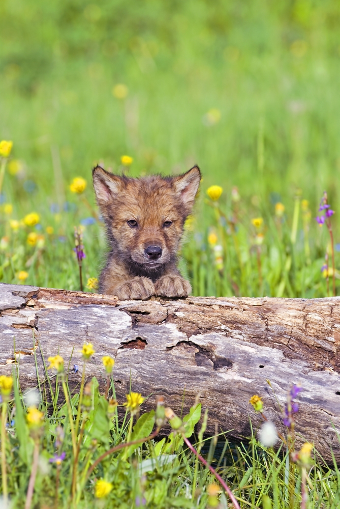 Young Wolf Cub Peering Over Log Poster Print by John Pitcher, 11 x 17