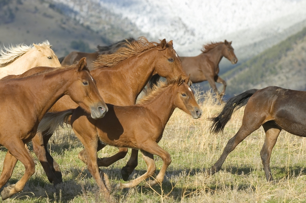 Horses Running Poster Print by John Pitcher, 17 x 11