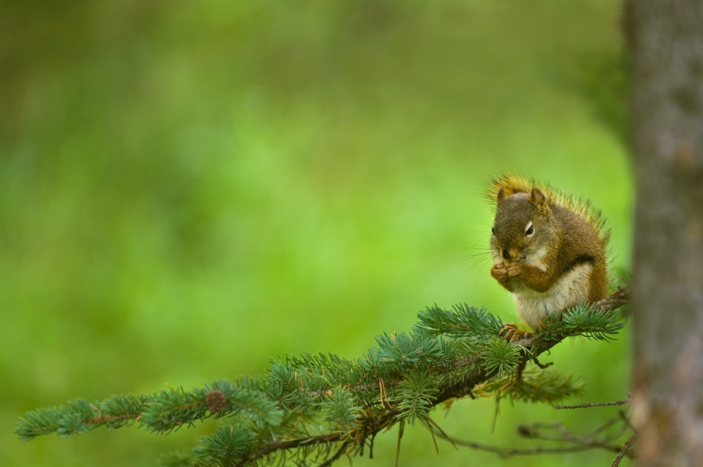 Red Squirrel On A Tree Branch Poster Print by Corey Hochachka - 17 x 11