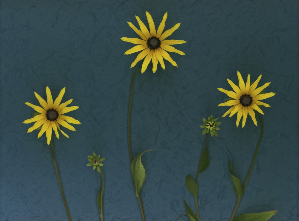 Three Yellow Flowers Poster Print by Deddeda, 16 x 12