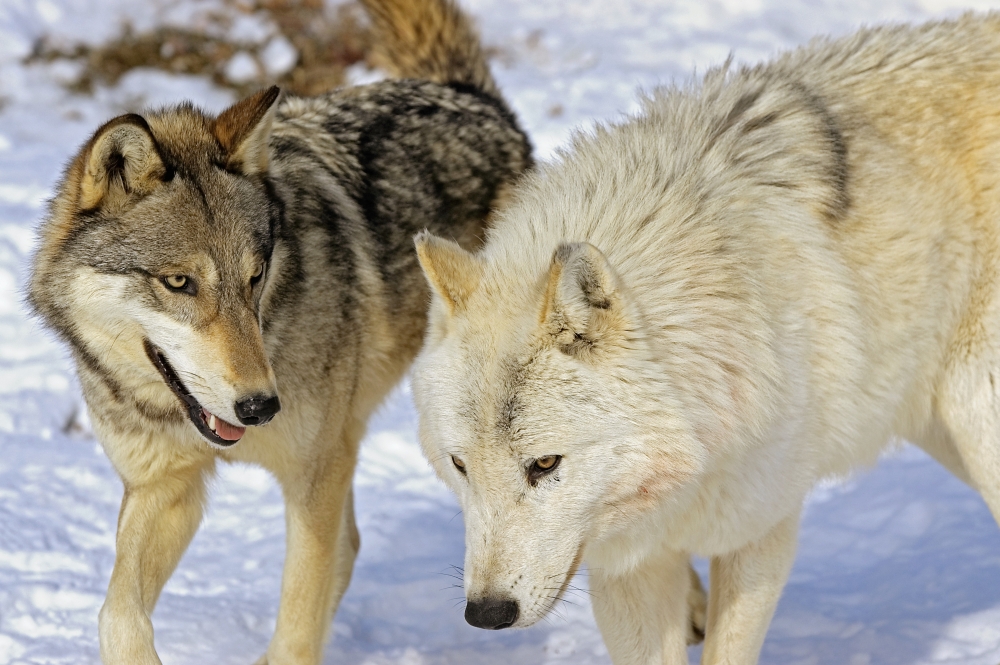 Members of Wolf Pack Poster Print by John Pitcher, 34 x 22 - Large