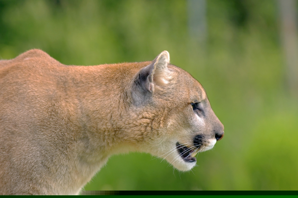 Cougar Profile Poster Print by John Pitcher, 34 x 22 - Large