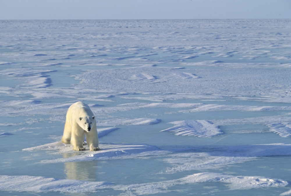 Single Polar Bear Poster Print by John Pitcher, 34 x 22 - Large