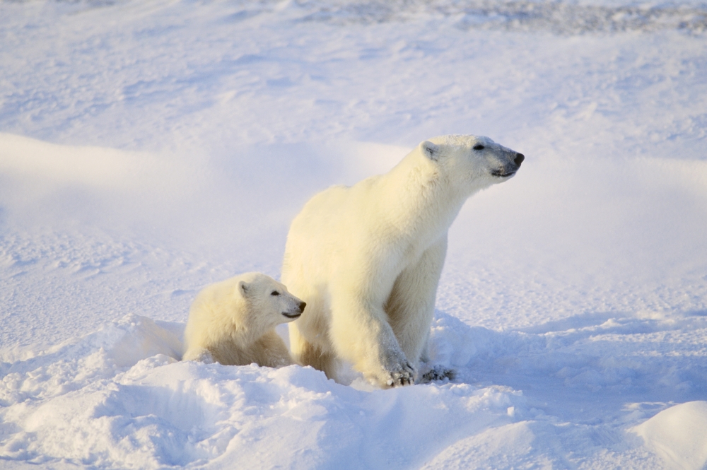 Polar Bear with Cub Poster Print by John Pitcher, 34 x 22 - Large