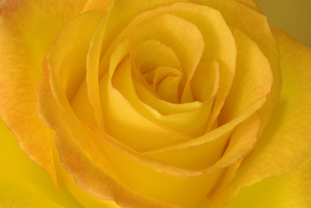 Yellow Tea Rose Poster Print by John Pitcher - 17 x 11