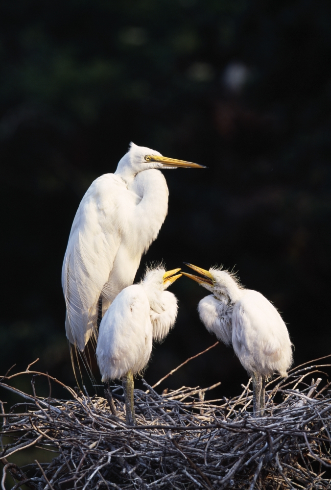Great Egret in Nest with Young Poster Print by Natural Selection David Ponton - 24 x 36 - Large