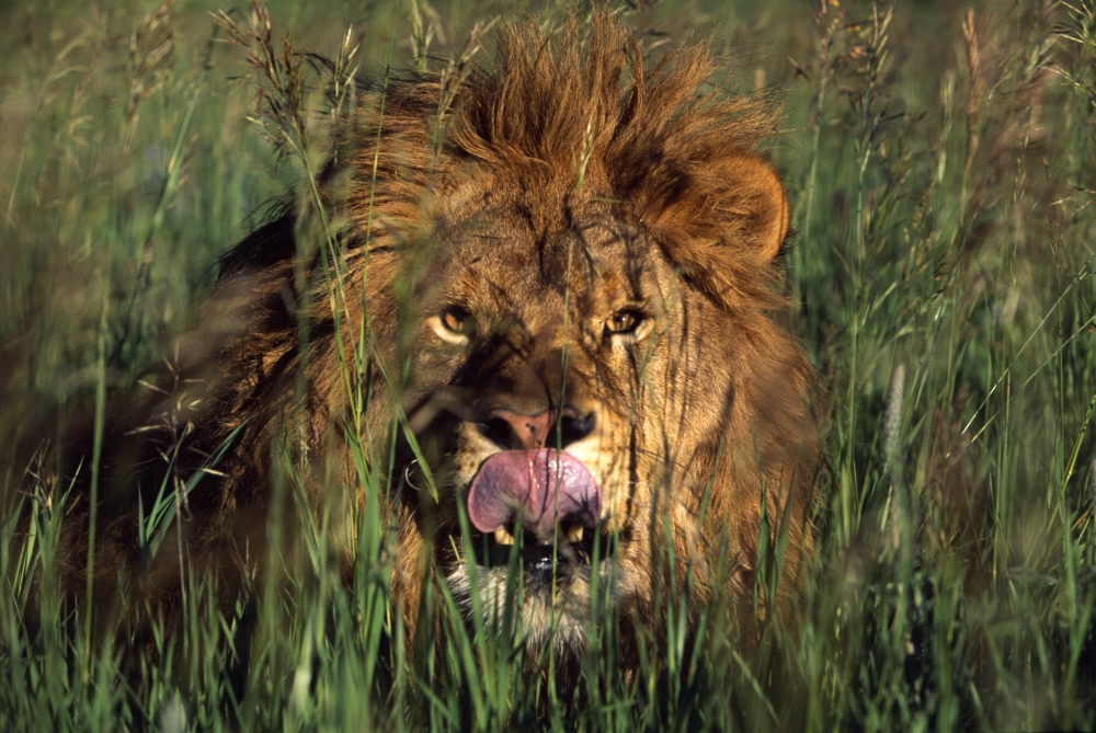 DPI1787587 Lion Licking His Lips Poster Print by Natural Selection David Ponton, 18 x 12