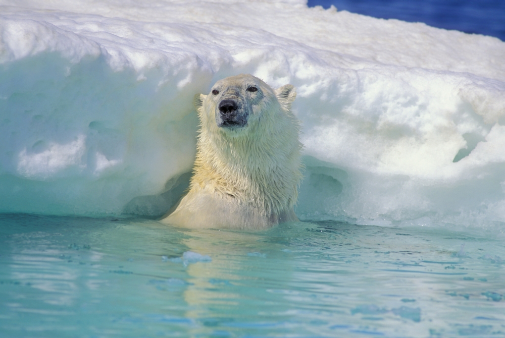 Polar Bear in Water Poster Print by John Pitcher - 17 x 11