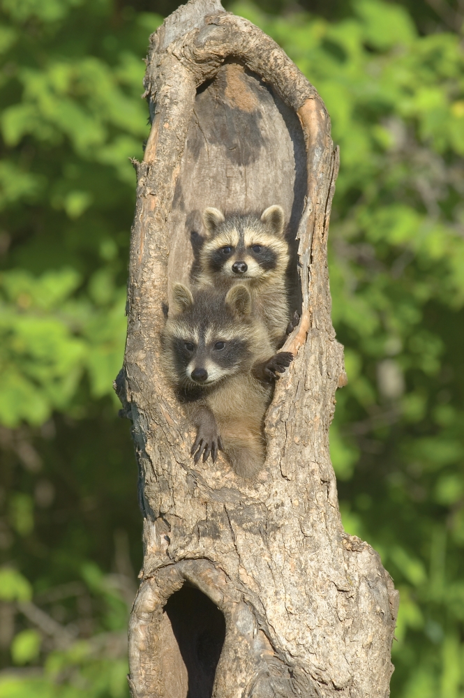 Baby Racoons in Hollow Tree Poster Print by John Pitcher - 11 x 17