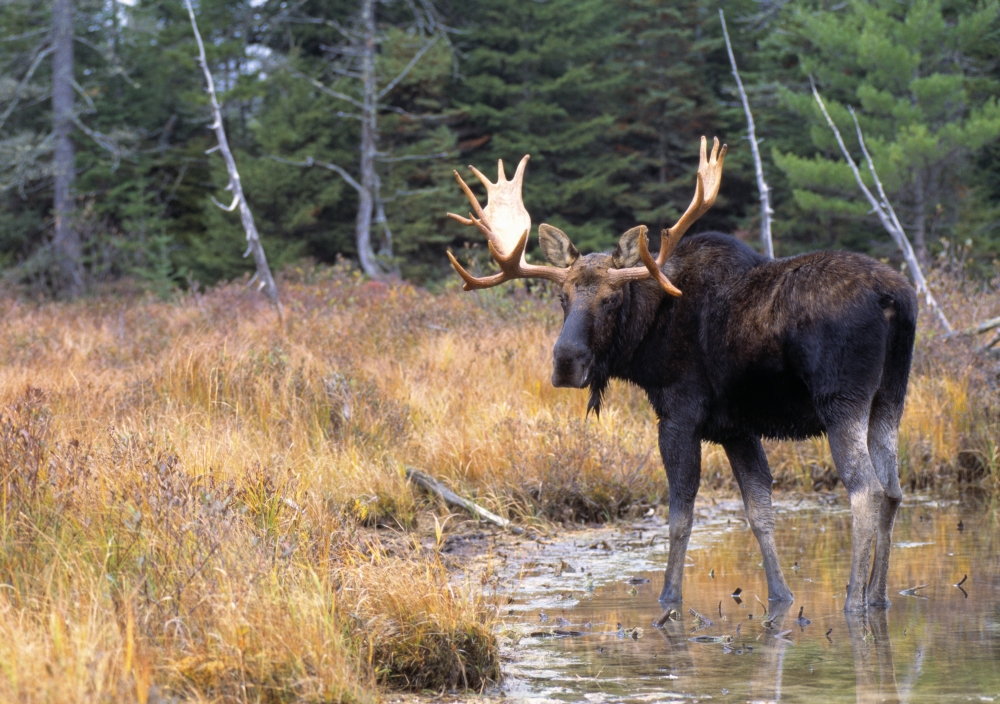 DPI1787798LARGE Bull Moose in Stream Poster Print by Natural Selection Bill Byrne, 36 x 24 - Large