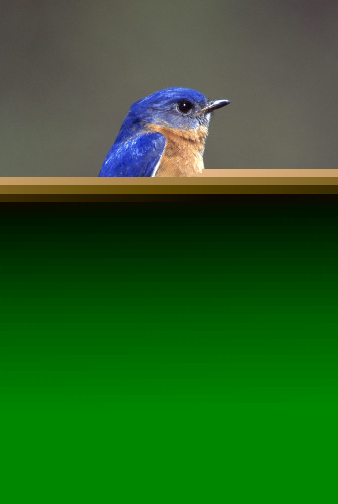 DPI1787833LARGE Eastern Bluebird Poster Print by Natural Selection Bill Byrne, 24 x 36 - Large