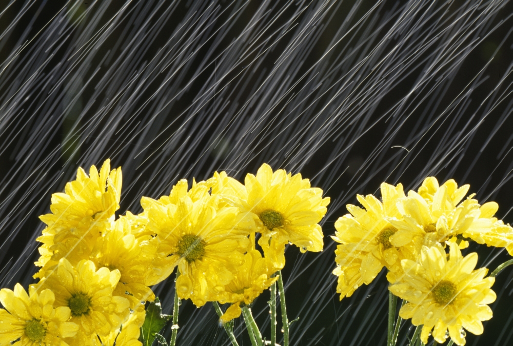DPI1788351LARGE Raining On Yellow Daisies Poster Print by Natural Selection Craig Tuttle, 36 x 24 - Large